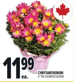 Metro CHRYSANTHEMUM offer