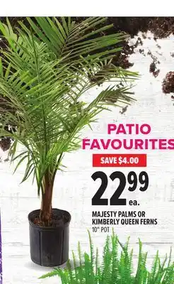 Metro MAJESTY PALMS OR KIMBERLY QUEEN FERNS offer