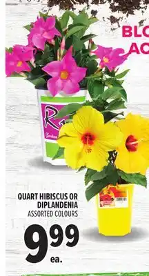 Metro QUART HIBISCUS OR DIPLANDENIA offer