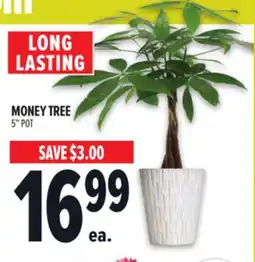 Metro MONEY TREE offer