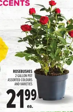 Metro ROSEBUSHES offer