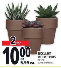 Metro SUCCULENT WILD INTERIORS offer