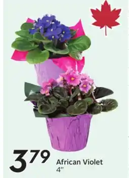 Sobeys African Violet offer