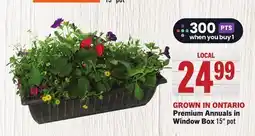 Foodland Premium Annuals in Window Box 15 pot offer
