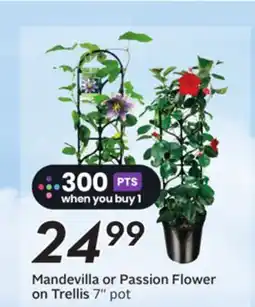 Sobeys Mandevilla or Passion Flower on Trellis offer