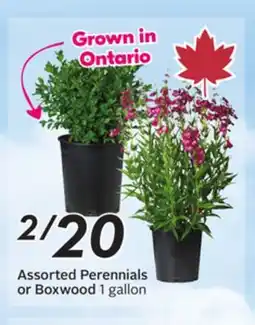 Sobeys Assorted Perennials or Boxwood offer