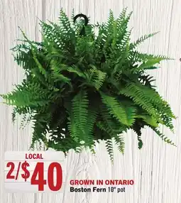 Foodland Boston Fern offer