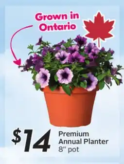 Sobeys Premium Annual Planter offer