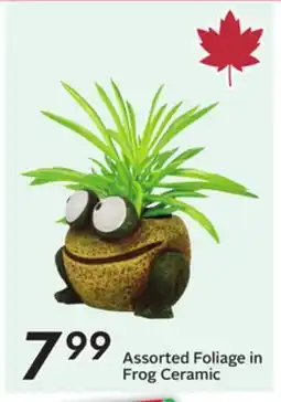 Sobeys Assorted Foliage in Frog Ceramic offer