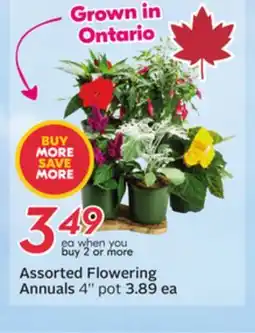 Sobeys Assorted Flowering Annuals offer