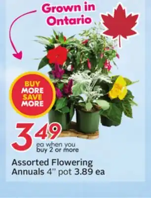 Sobeys Assorted Flowering Annuals offer