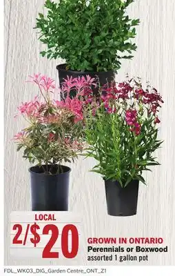 Foodland Perennials or Boxwood offer