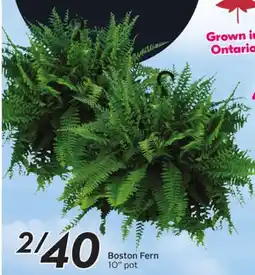 Sobeys Boston Fern offer