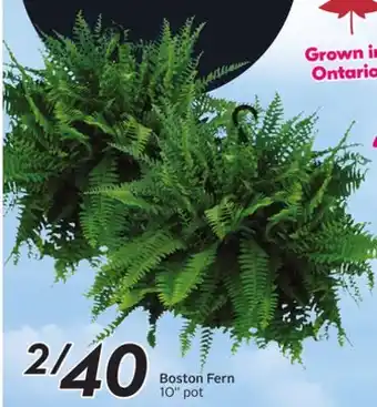 Sobeys Boston Fern offer