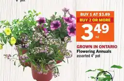 Foodland Flowering Annuals offer