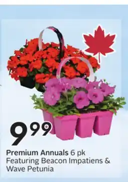 Sobeys Premium Annuals offer