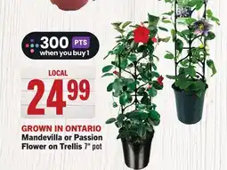 Foodland Mandevilla or Passion Flower on Trellis offer