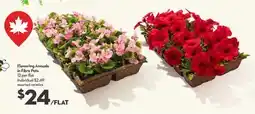 Longo's Flowering Annuals in Fibre Pots offer