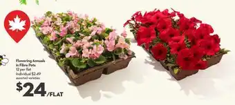 Longo's Flowering Annuals in Fibre Pots offer