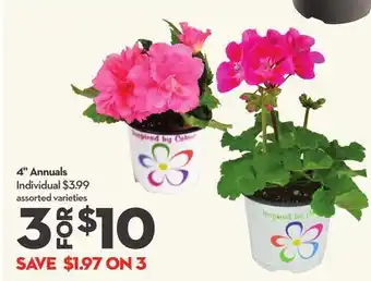 Longo's 4 Annuals offer