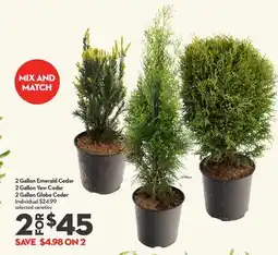 Longo's 2 Gallon Emerald Cedar 2 Gallon Yew Cedar 2 Gallon Globe Ceder offer