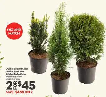 Longo's 2 Gallon Emerald Cedar 2 Gallon Yew Cedar 2 Gallon Globe Ceder offer