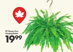 Longo's 10 Boston Fern Hanging Basket offer