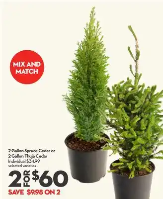 Longo's 2 Gallon Spruce Cedar or 2 Gallon Thuja Cedar offer