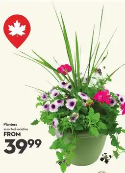 Longo's Planters offer