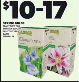 Loblaws SPRING BULBS offer