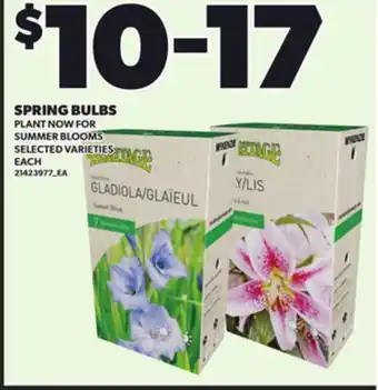 Loblaws SPRING BULBS offer