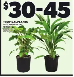 Loblaws TROPICAL PLANTS, 10 INCH offer