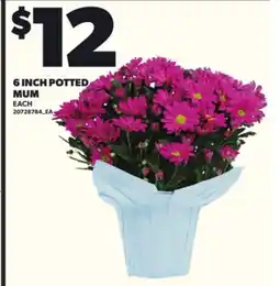 Loblaws 6 INCH POTTED MUM offer