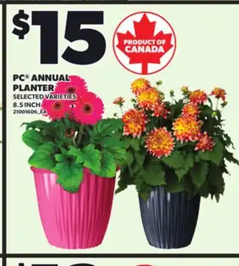 Loblaws PC ANNUAL PLANTER, 8.5 INCH offer
