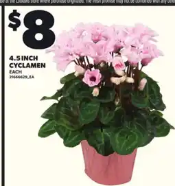 Loblaws 4.5 INCH CYCLAMEN offer