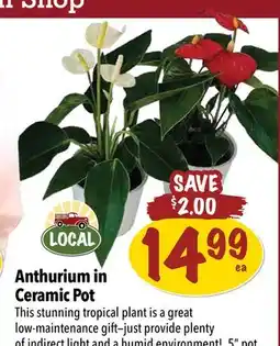 Farm Boy Anthurium in Ceramic Pot offer