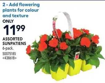 RONA ASSORTED SUNPATIENS offer