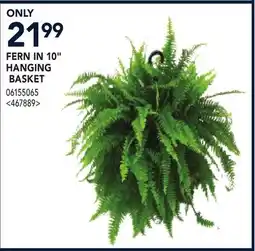 RONA FERN IN 10 HANGING BASKET offer