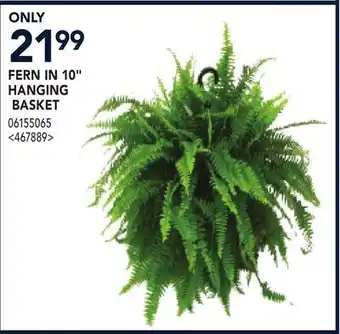 RONA FERN IN 10 HANGING BASKET offer