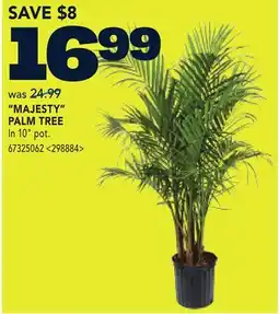 RONA MAJESTY PALM TREE offer
