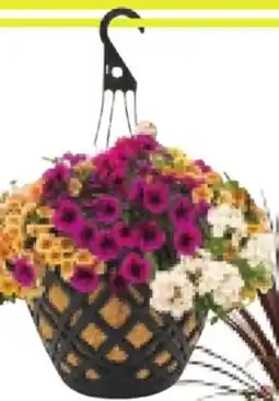 RONA 14 DELUXE ASSORTED ANNUALS HANGING BASKET offer