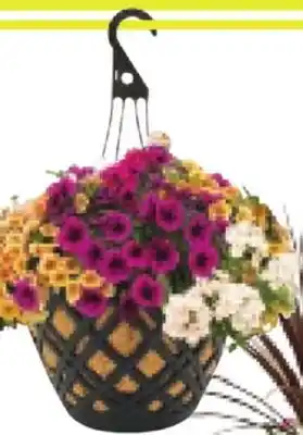 RONA 14 DELUXE ASSORTED ANNUALS HANGING BASKET offer