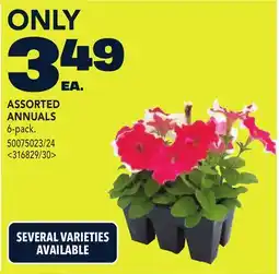 RONA ASSORTED ANNUALS offer