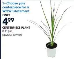 RONA CENTERPIECE PLANT In 4: pot offer
