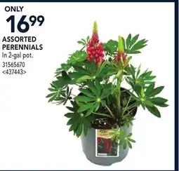 RONA ASSORTED PERENNIALS offer