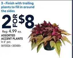 RONA ASSORTED ACCENT PLANTS offer