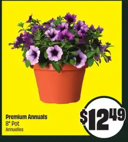 Chalo FreshCo Premium Annuals 8 Pot offer