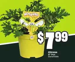 Chalo FreshCo Citrosa 6 Pot offer