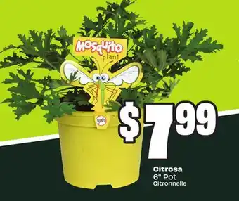 Chalo FreshCo Citrosa 6 Pot offer