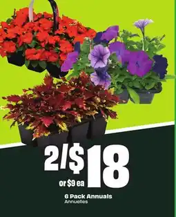 Chalo FreshCo 6 Pack Annuals offer